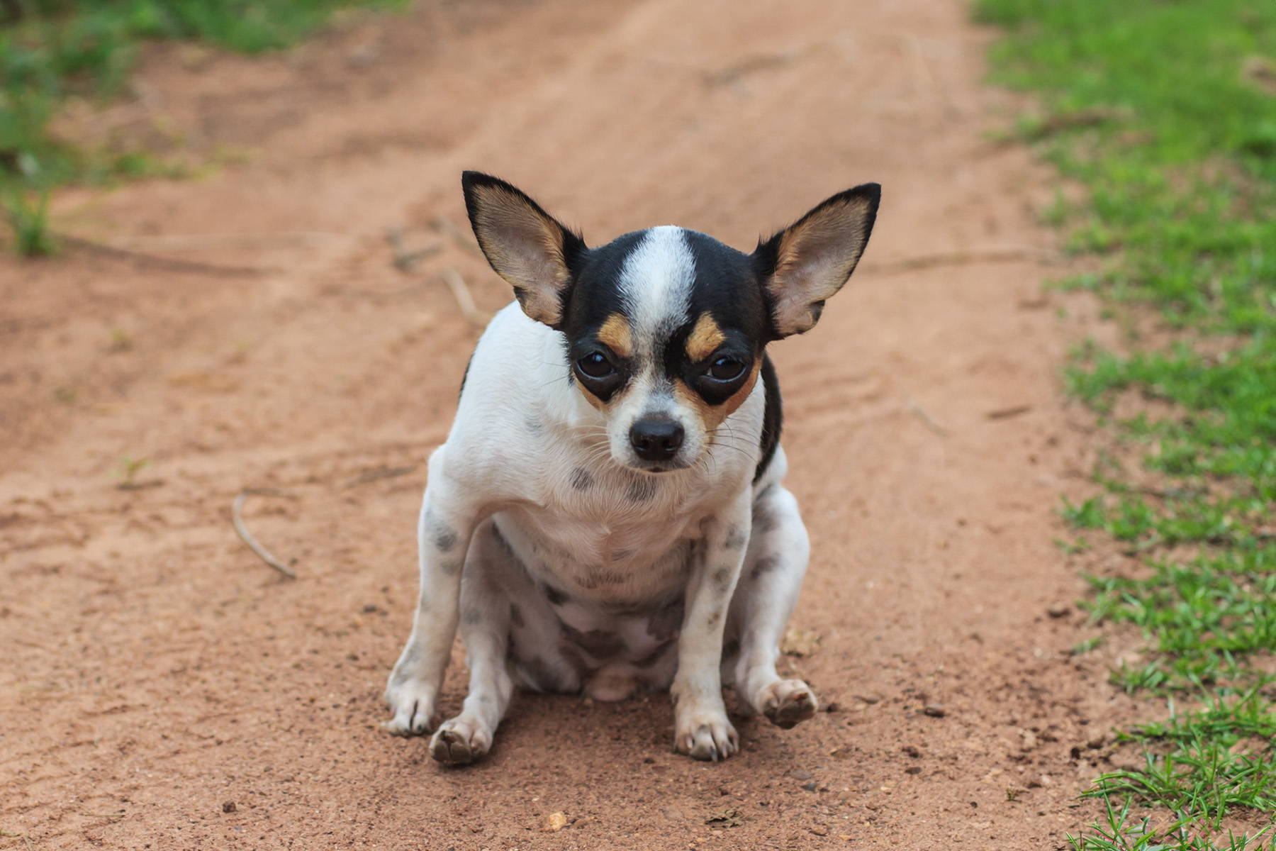Dog scooting on floor due to anal gland discomfort