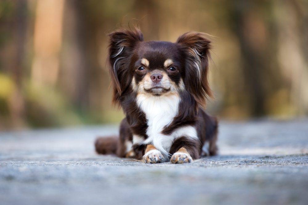 long haired chihuahua