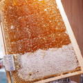 removing-wax-cappings-from-honeycomb-to-process-raw-honey