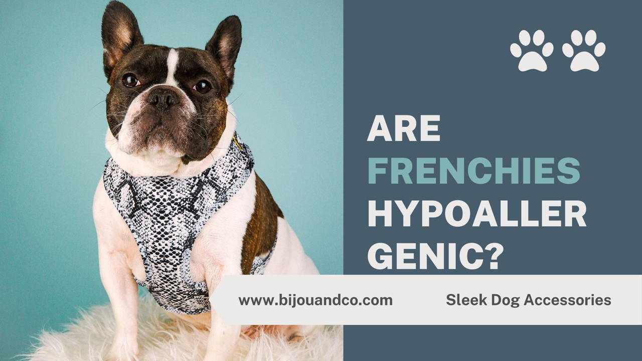 are french bulldogs hypoallergenic