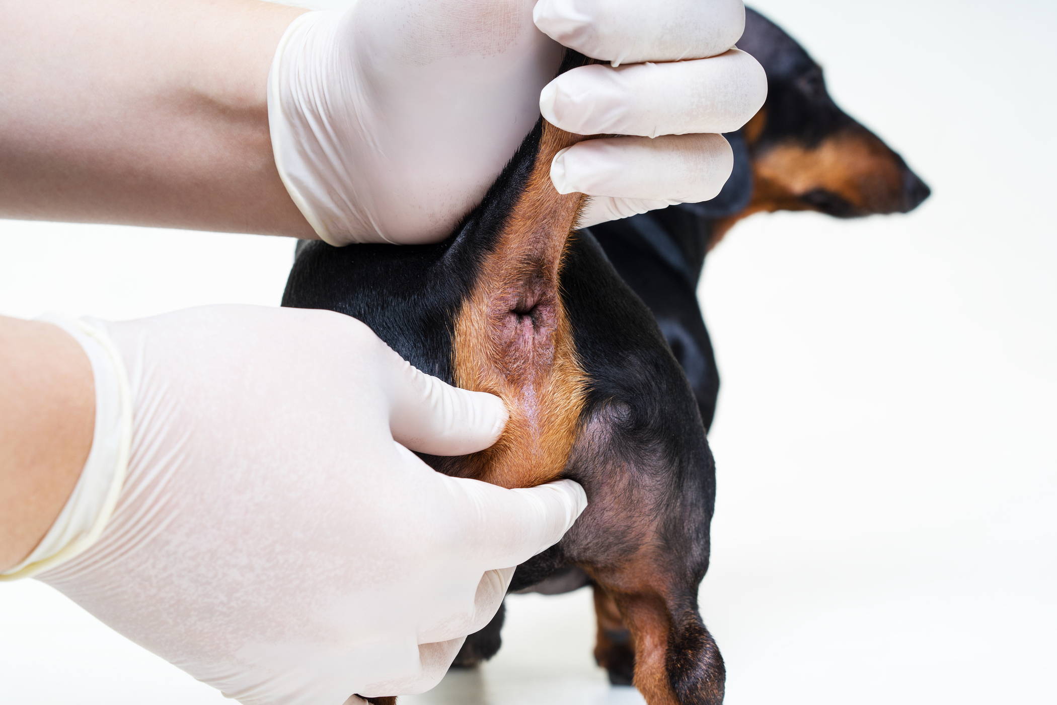 Veterinarian performing anal gland expression on a dog during a routine clinic visit