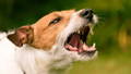 Stress beim Hund durch bekannte Leckerlies abbauen