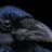 Crow avatar