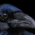 Crow avatar