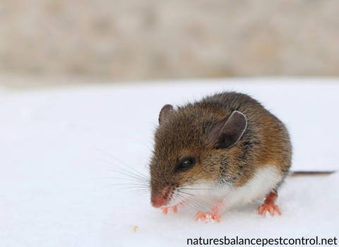 winter_mice