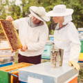 beehive-colony-inspection