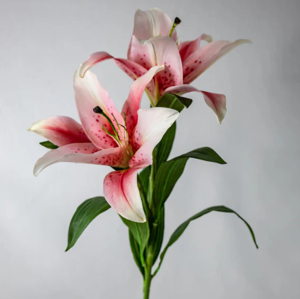 Pale Pink Oriental Lily - Realistic Artificial Flowers