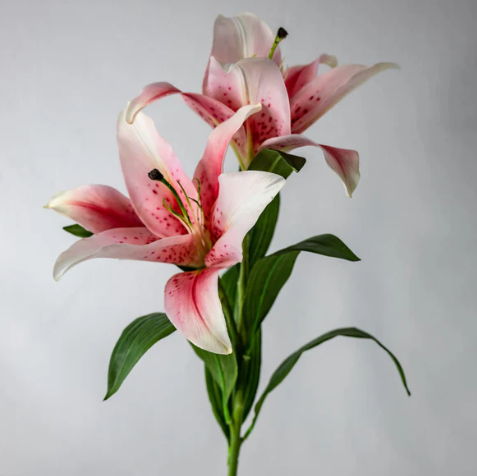 Pale Pink Oriental Lily - Realistic Artificial Flowers