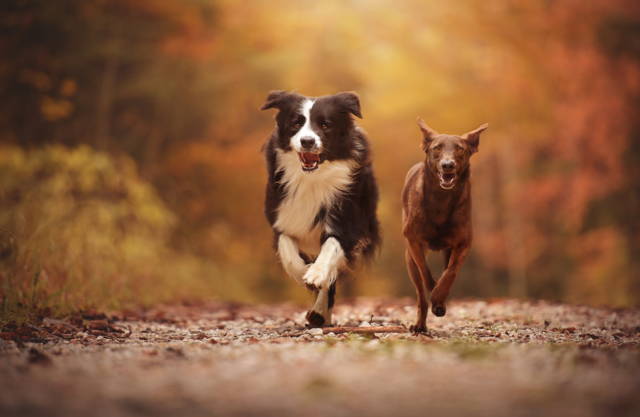 Skin + Coat Omega Soft Chews by Wag Source