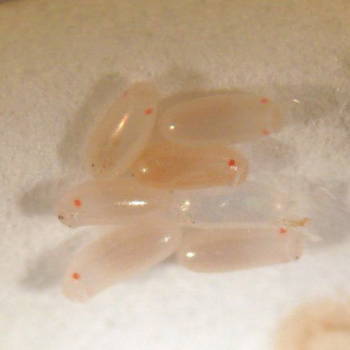 bed-bug-eggs-pictures-5