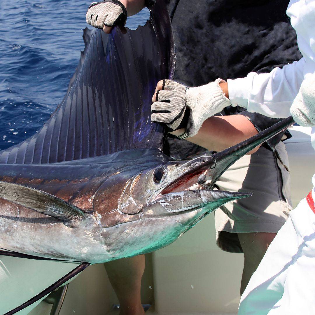 How to catch sailfish