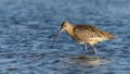 curlew standing in shallow water at the beach