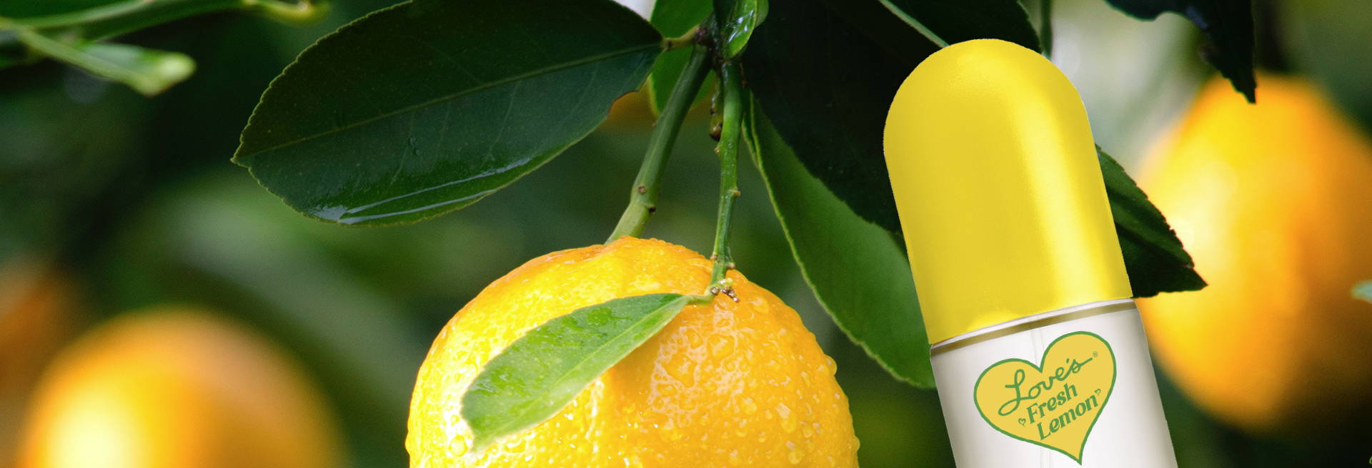 Bottle of Love's Fresh Lemon hanging in lemon tree next to lemons.