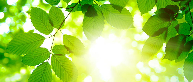 warm-leaves-sun.jpg