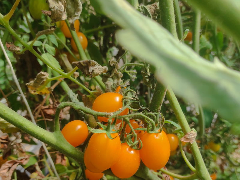 Cursos de cocina Salerno: Clase de cocina: ñoquis y salsa tradicional de Salerno.