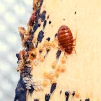 bed-bug-eggs-pictures-2