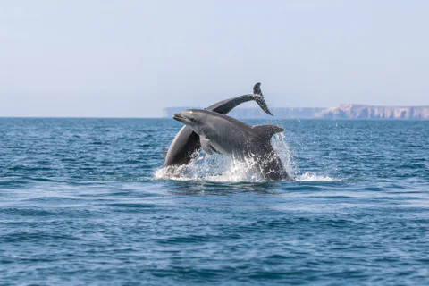 Dolphin Watching Tours in Lisbon
