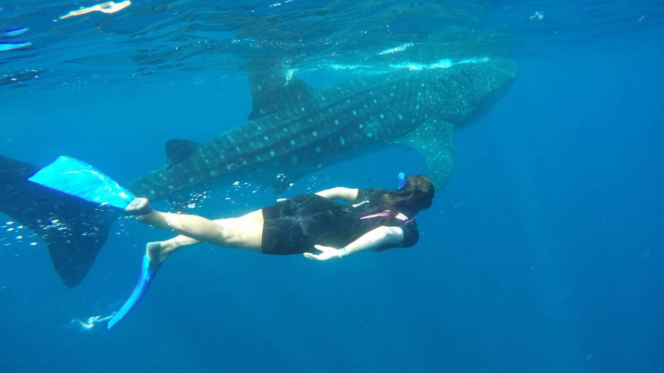 Whale Shark Encounter All inclusive Tour from Riviera Maya