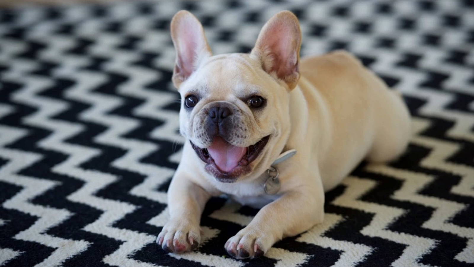 french bulldog 4 months old