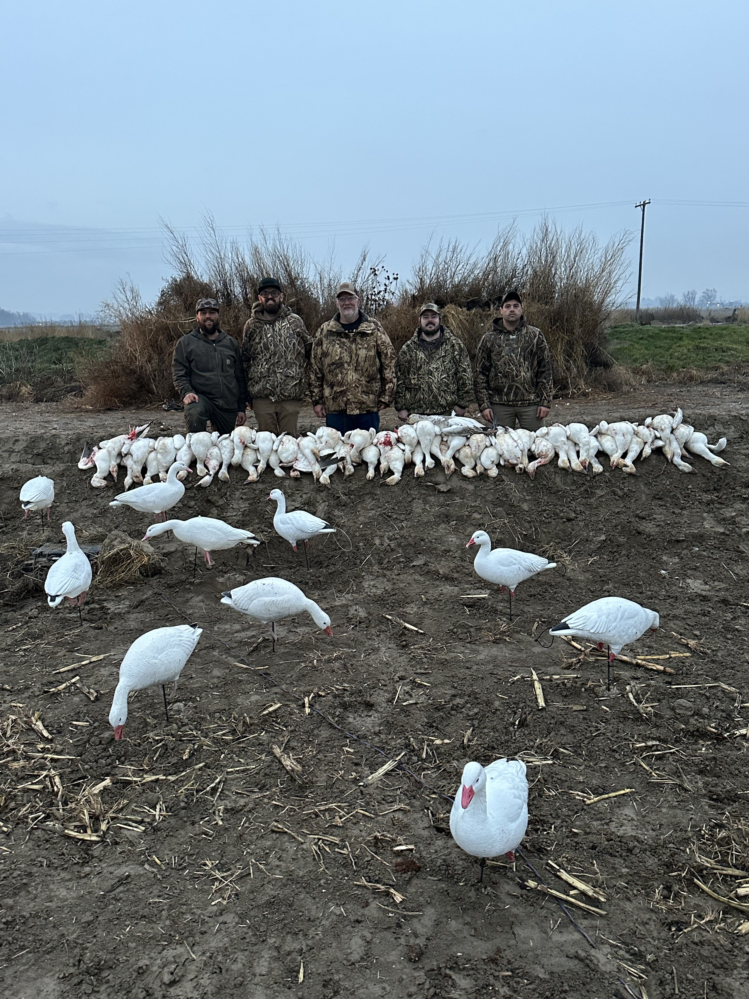 Snow geese after a successful morning
