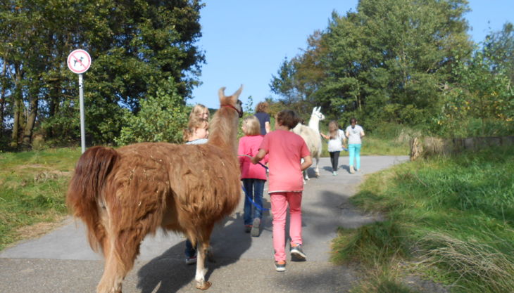 kindergeburtstage mit lamas in gelsenkirchen essen nrw prachtlamas beate pracht
