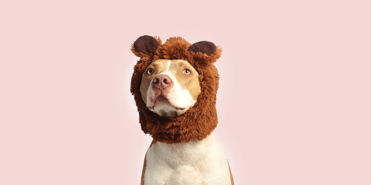 Hund mit Löwenmütze