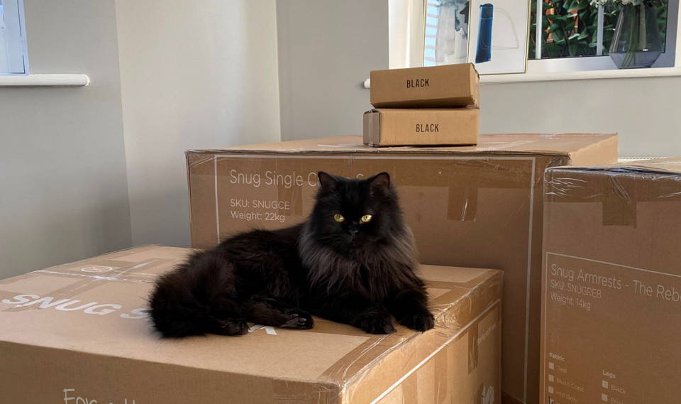 Cat on Snug sofa boxes