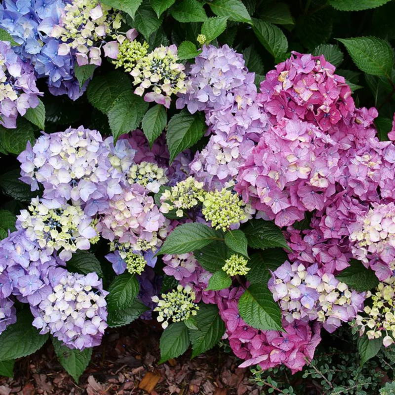 Pink, purple, & blue bigleaf hydrangea flowers