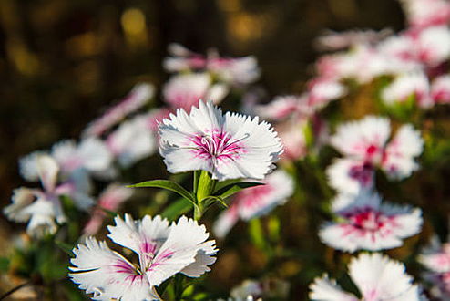  South Africa
- Dianthus.jpg