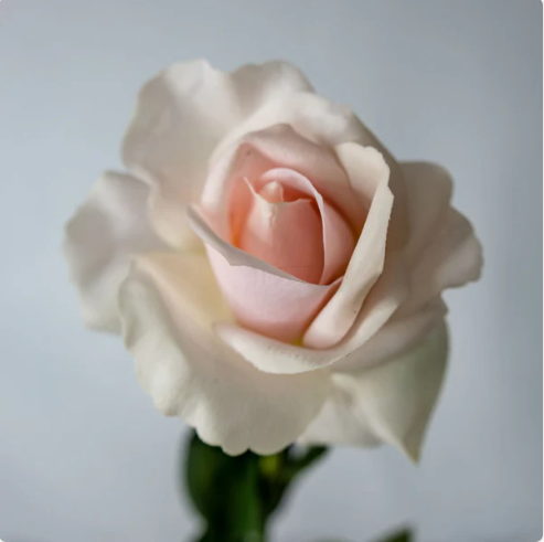 Light Pink Real Touch Open Bloom Rose - Realistic Artificial Flowers