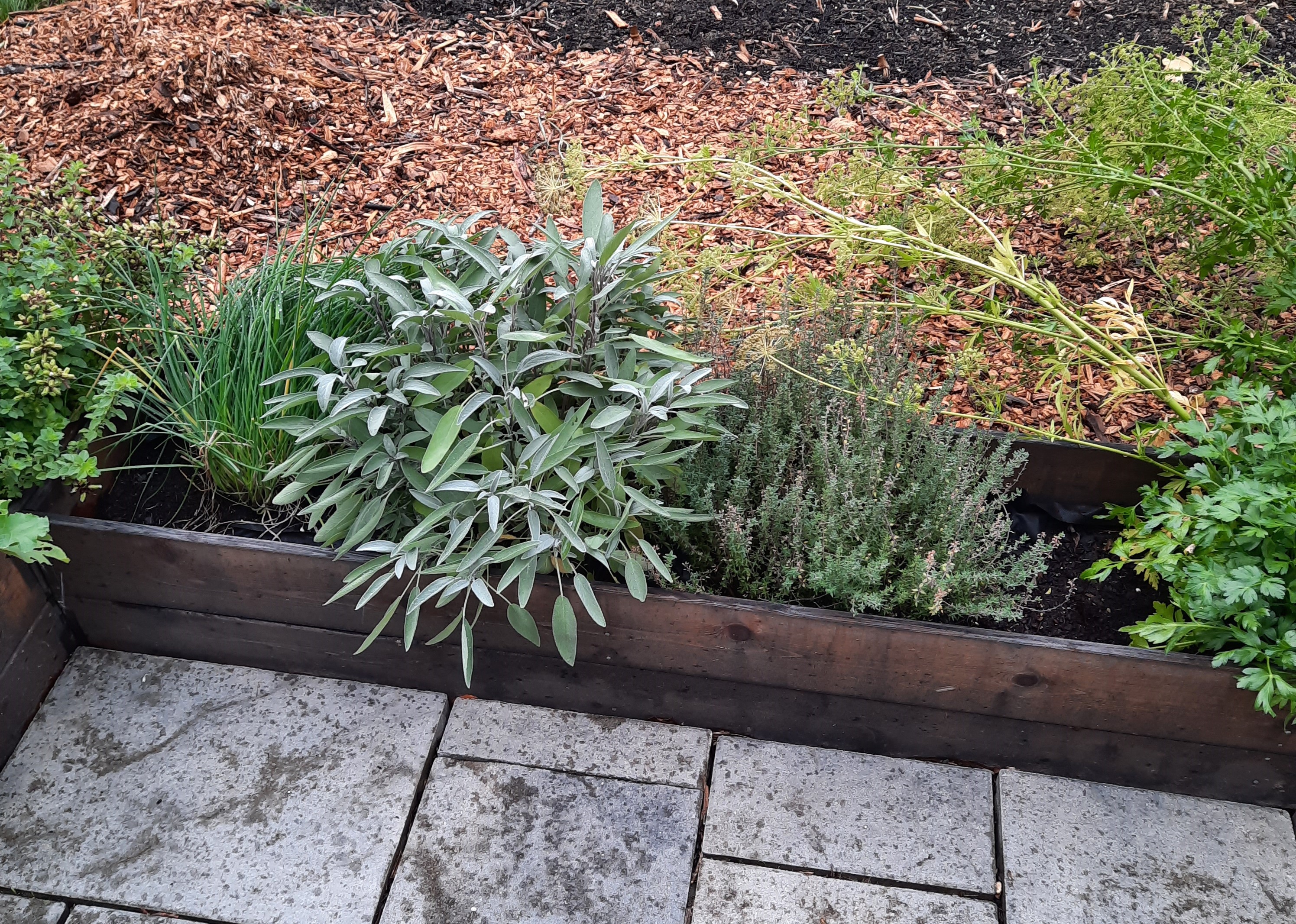 Various herb plants in a raised wooden garden bed