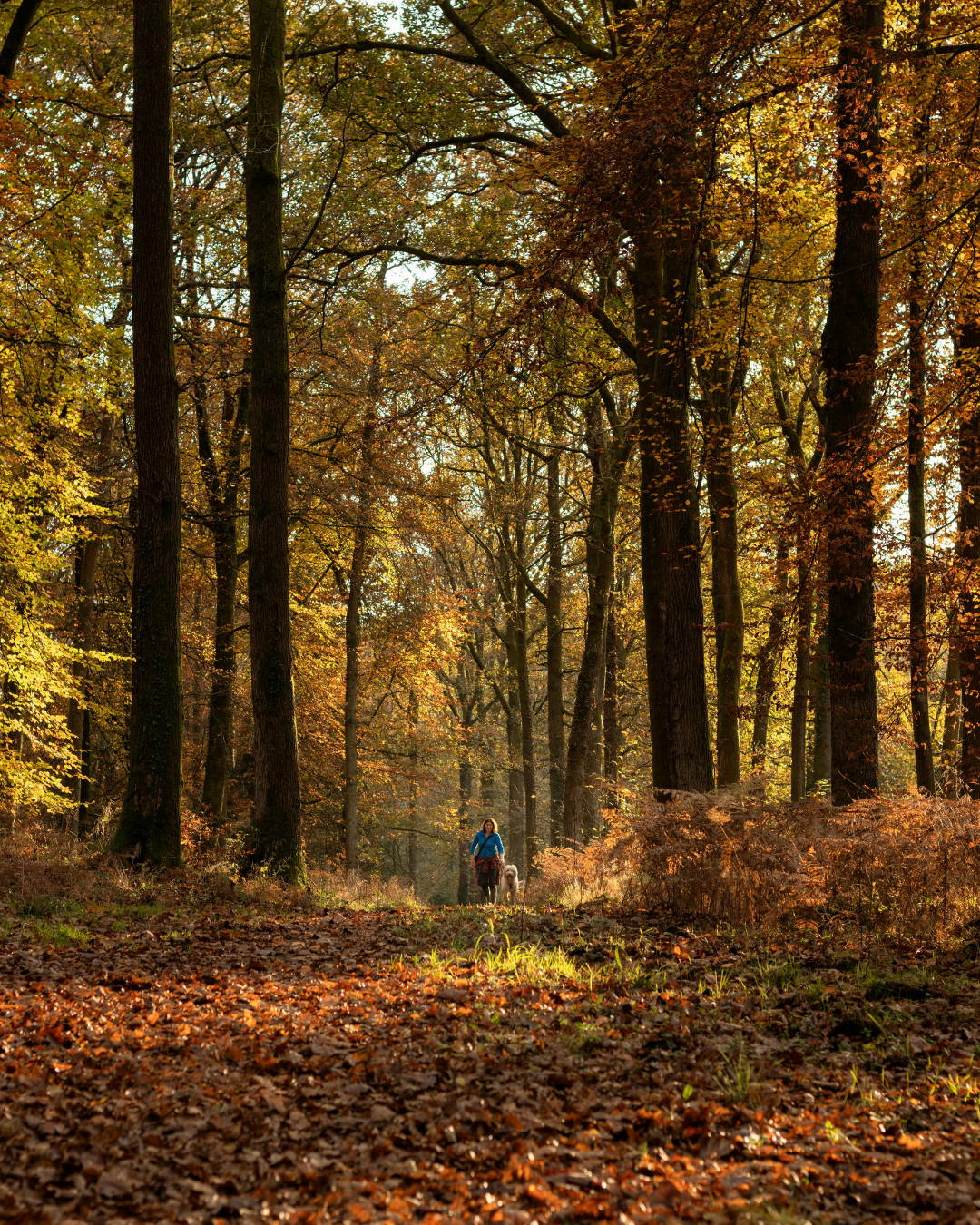 foret - automne - paysage - roadtrip - france