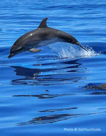 Chance to see dolphins