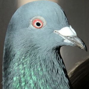 Geogeo Avatar