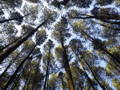Hutan Pinus Mangunan