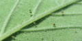 Cannabis leaf with two-spotted spider mites