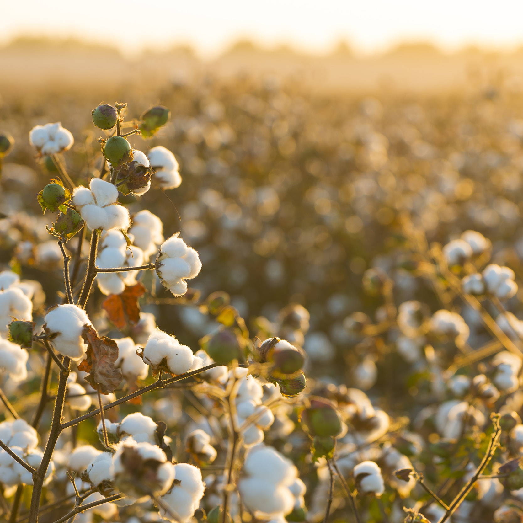 Organic cotton growing in a field at sunrise. Image