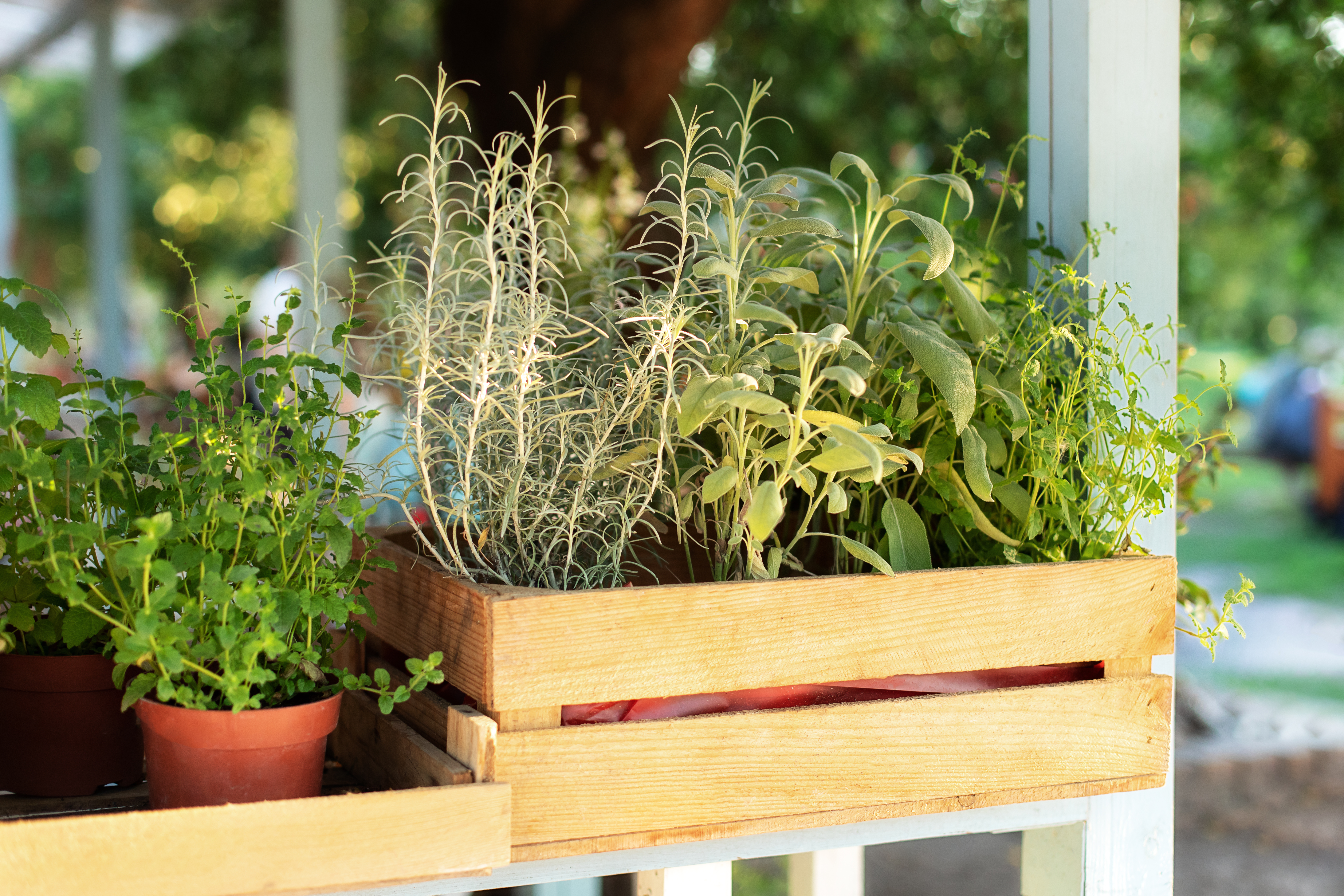 Herb plants growing in containers held in a wooden crate