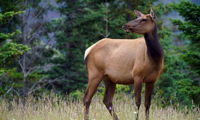 Elk (Cow)