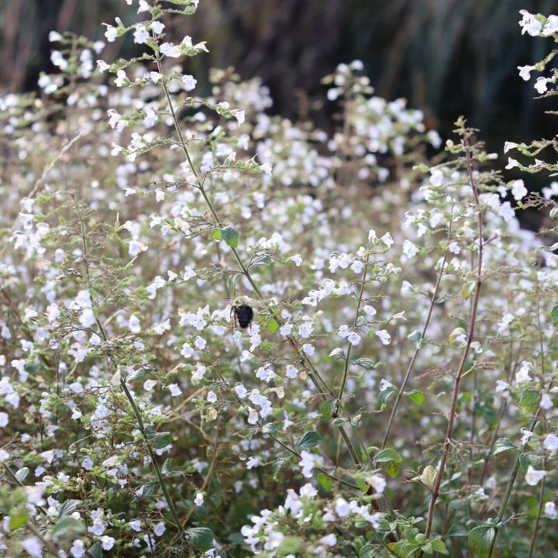 A dense garden bush of Calamint (Calamintha nepeta) covered in small, confetti-like white flowers