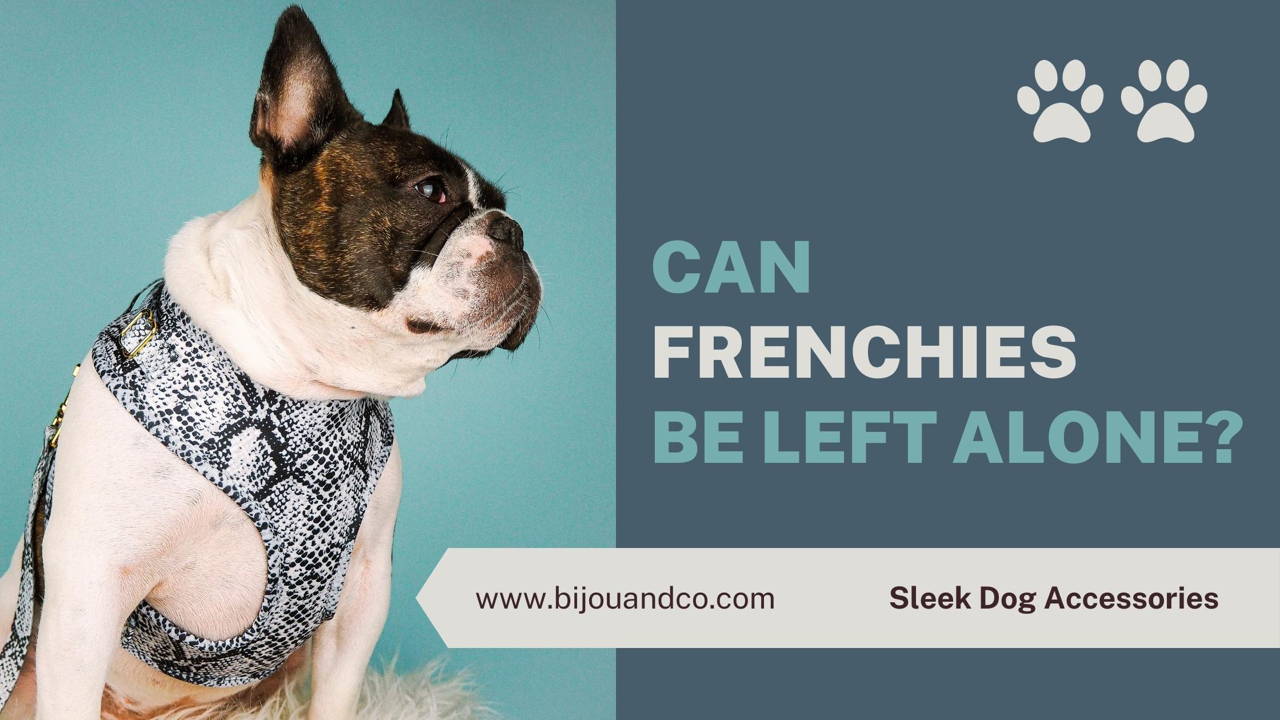 can french bulldogs be left alone