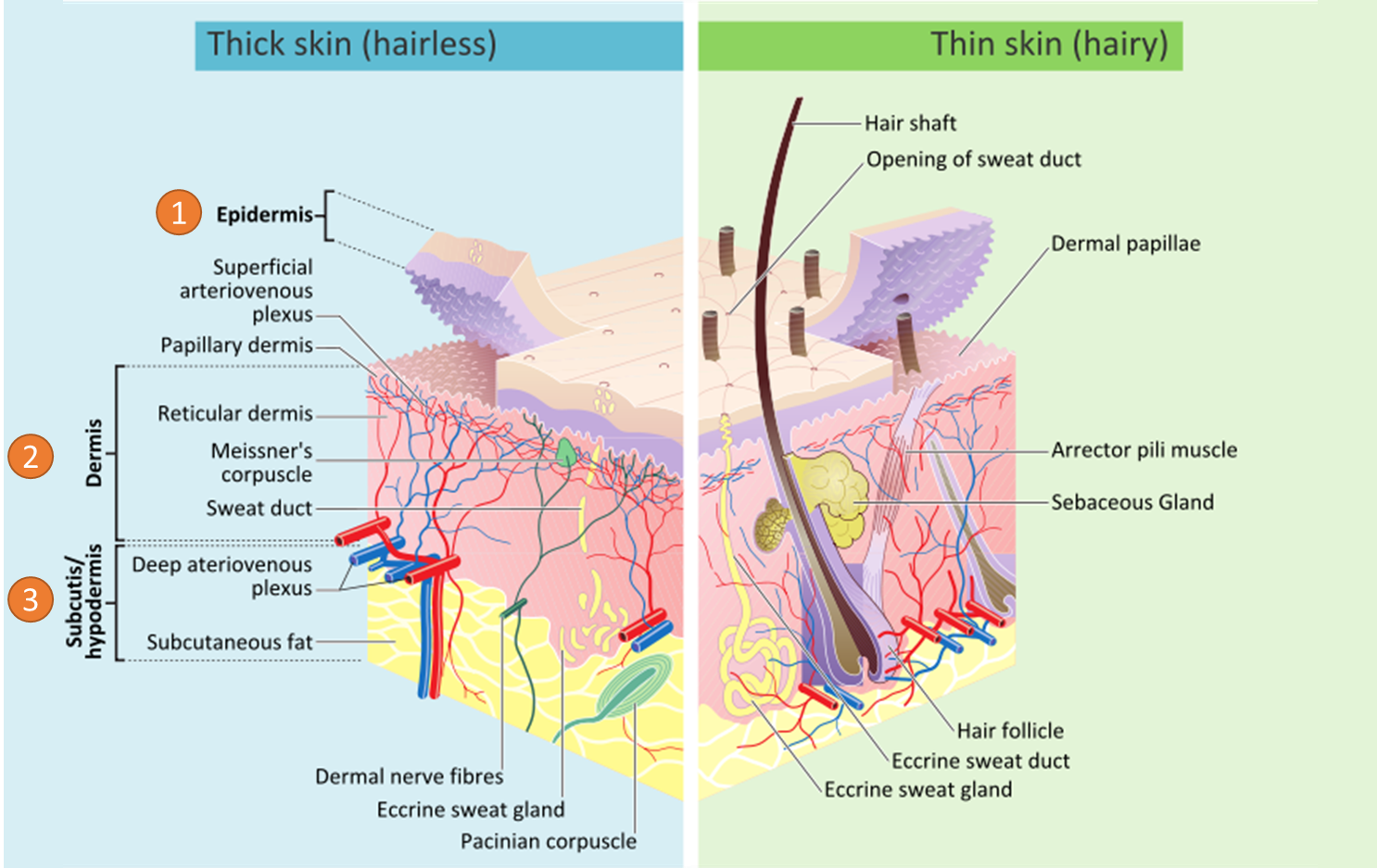 Anatomical graph that shows skin layers and their different components either in epidermis or dermis. 