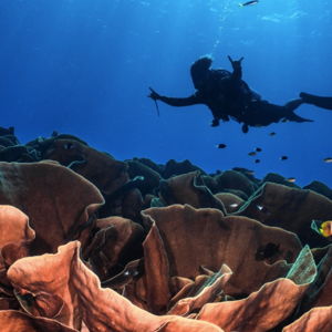 Palau Dive Adventures - Week of Scuba Diving (for Two)