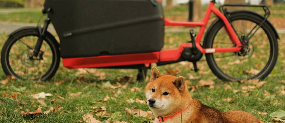 Cargo electric bike with dog on grass