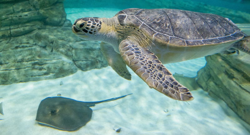 World Oceans Day at the Zoo