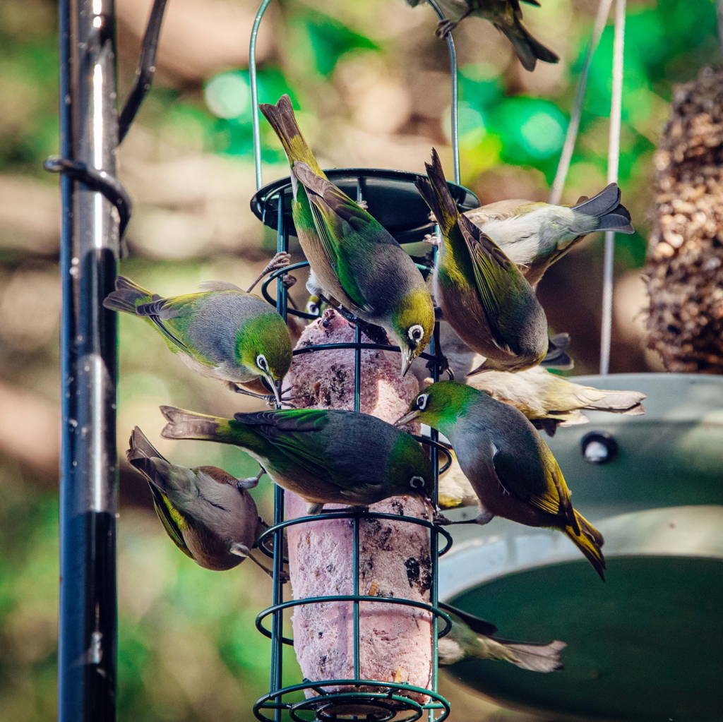Topflite energy food for birds