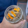 orange peel in a jar of cannabis for rehydration