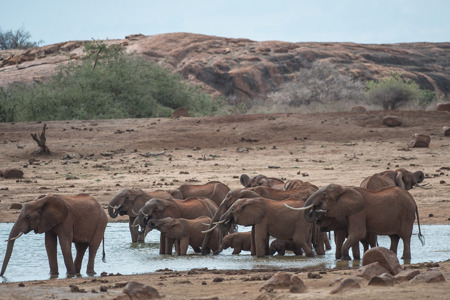 elephant-herd-waterhole-tsavo-1.jpg