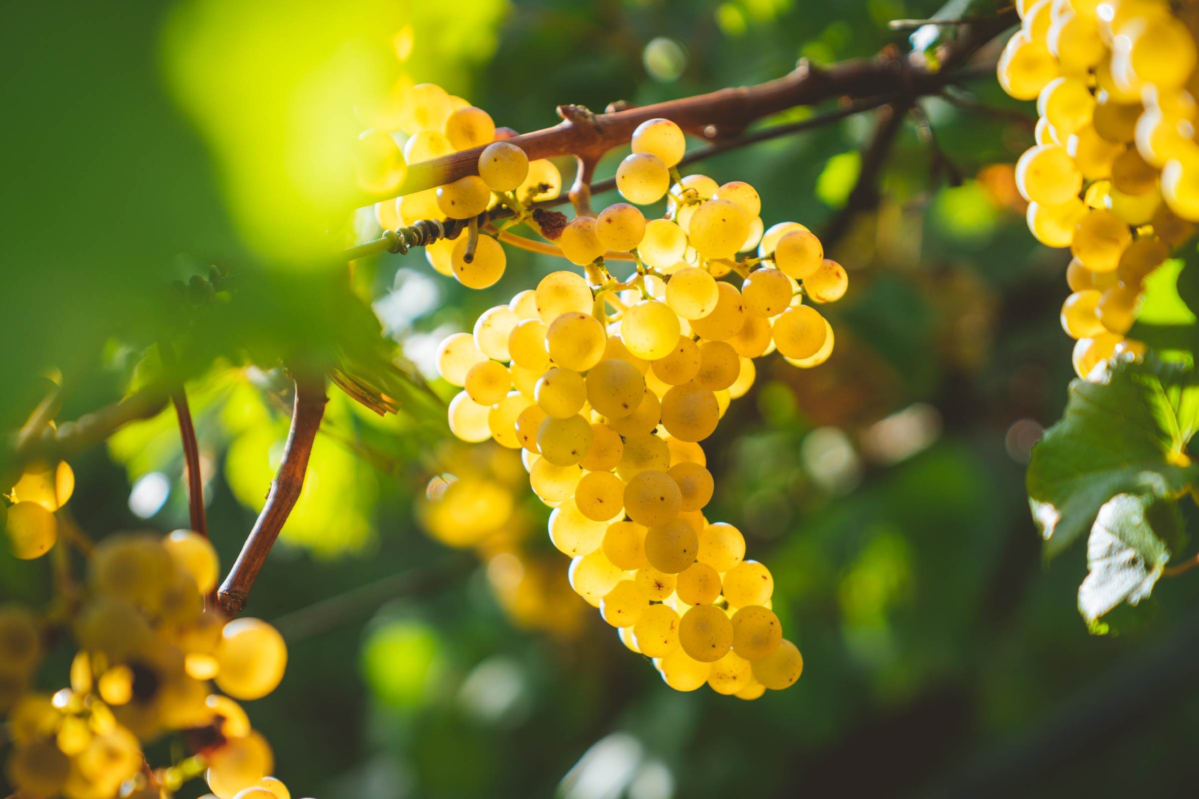 orange wine grapes