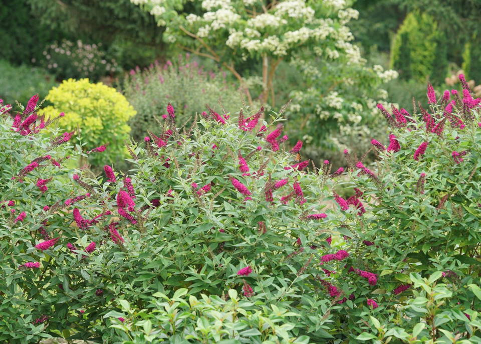 'Miss Molly' butterfly bushes in a garden hedge
